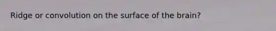 Ridge or convolution on the surface of the brain?