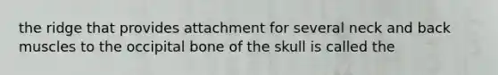 the ridge that provides attachment for several neck and back muscles to the occipital bone of the skull is called the