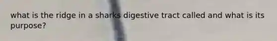 what is the ridge in a sharks digestive tract called and what is its purpose?