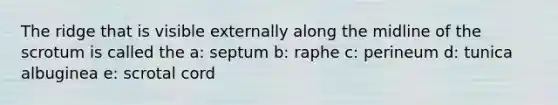 The ridge that is visible externally along the midline of the scrotum is called the a: septum b: raphe c: perineum d: tunica albuginea e: scrotal cord