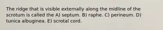 The ridge that is visible externally along the midline of the scrotum is called the A) septum. B) raphe. C) perineum. D) tunica albuginea. E) scrotal cord.