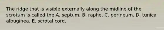 The ridge that is visible externally along the midline of the scrotum is called the A. septum. B. raphe. C. perineum. D. tunica albuginea. E. scrotal cord.