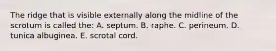 The ridge that is visible externally along the midline of the scrotum is called the: A. septum. B. raphe. C. perineum. D. tunica albuginea. E. scrotal cord.