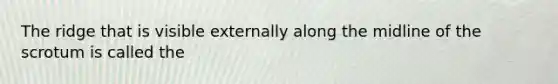 The ridge that is visible externally along the midline of the scrotum is called the