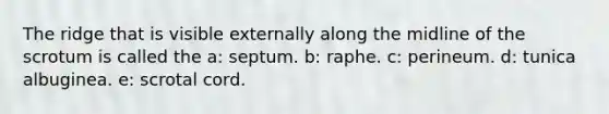 The ridge that is visible externally along the midline of the scrotum is called the a: septum. b: raphe. c: perineum. d: tunica albuginea. e: scrotal cord.