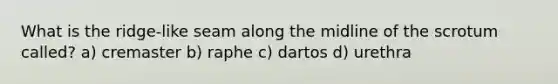 What is the ridge-like seam along the midline of the scrotum called? a) cremaster b) raphe c) dartos d) urethra