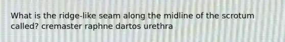 What is the ridge-like seam along the midline of the scrotum called? cremaster raphne dartos urethra