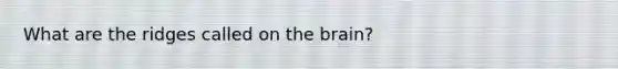 What are the ridges called on the brain?