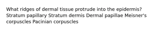 What ridges of <a href='https://www.questionai.com/knowledge/kRKdINDJId-dermal-tissue' class='anchor-knowledge'>dermal tissue</a> protrude into <a href='https://www.questionai.com/knowledge/kBFgQMpq6s-the-epidermis' class='anchor-knowledge'>the epidermis</a>? Stratum papillary Stratum dermis Dermal papillae Meisner's corpuscles Pacinian corpuscles