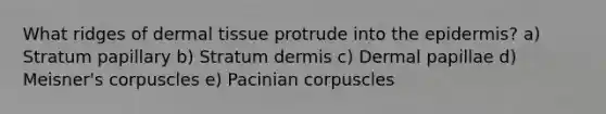 What ridges of dermal tissue protrude into the epidermis? a) Stratum papillary b) Stratum dermis c) Dermal papillae d) Meisner's corpuscles e) Pacinian corpuscles