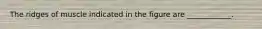 The ridges of muscle indicated in the figure are ____________.