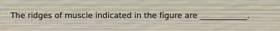 The ridges of muscle indicated in the figure are ____________.