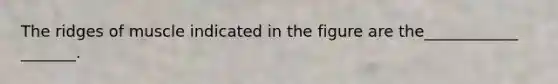 The ridges of muscle indicated in the figure are the____________ _______.