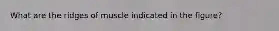 What are the ridges of muscle indicated in the figure?