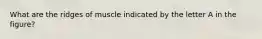 What are the ridges of muscle indicated by the letter A in the figure?