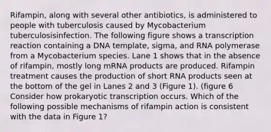 Rifampin, along with several other antibiotics, is administered to people with tuberculosis caused by Mycobacterium tuberculosisinfection. The following figure shows a transcription reaction containing a DNA template, sigma, and RNA polymerase from a Mycobacterium species. Lane 1 shows that in the absence of rifampin, mostly long mRNA products are produced. Rifampin treatment causes the production of short RNA products seen at the bottom of the gel in Lanes 2 and 3 (Figure 1). (figure 6 Consider how prokaryotic transcription occurs. Which of the following possible mechanisms of rifampin action is consistent with the data in Figure 1?