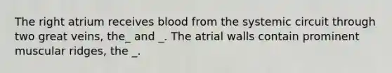 The right atrium receives blood from the systemic circuit through two great veins, the_ and _. The atrial walls contain prominent muscular ridges, the _.