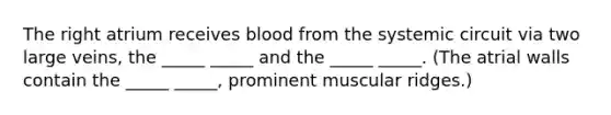 The right atrium receives blood from the systemic circuit via two large veins, the _____ _____ and the _____ _____. (The atrial walls contain the _____ _____, prominent muscular ridges.)