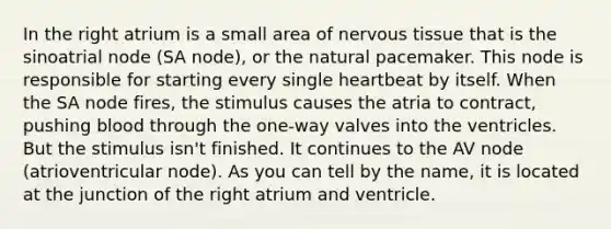 In the right atrium is a small area of nervous tissue that is the sinoatrial node (SA node), or the natural pacemaker. This node is responsible for starting every single heartbeat by itself. When the SA node fires, the stimulus causes the atria to contract, pushing blood through the one-way valves into the ventricles. But the stimulus isn't finished. It continues to the AV node (atrioventricular node). As you can tell by the name, it is located at the junction of the right atrium and ventricle.