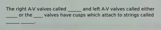 The right A-V valves called ______ and left A-V valves called either _____ or the ____ valves have cusps which attach to strings called ______ ______.