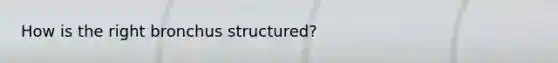 How is the right bronchus structured?