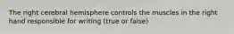 The right cerebral hemisphere controls the muscles in the right hand responsible for writing (true or false)