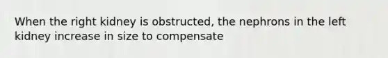 When the right kidney is obstructed, the nephrons in the left kidney increase in size to compensate