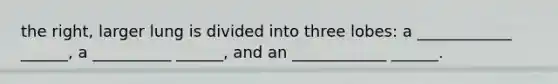 the right, larger lung is divided into three lobes: a ____________ ______, a __________ ______, and an ____________ ______.