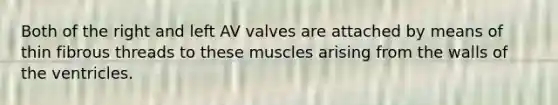 Both of the right and left AV valves are attached by means of thin fibrous threads to these muscles arising from the walls of the ventricles.