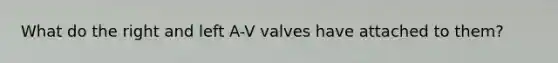 What do the right and left A-V valves have attached to them?