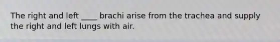 The right and left ____ brachi arise from the trachea and supply the right and left lungs with air.