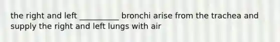 the right and left __________ bronchi arise from the trachea and supply the right and left lungs with air