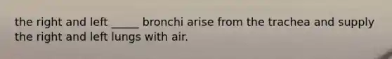 the right and left _____ bronchi arise from the trachea and supply the right and left lungs with air.