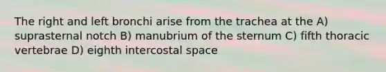 The right and left bronchi arise from the trachea at the A) suprasternal notch B) manubrium of the sternum C) fifth thoracic vertebrae D) eighth intercostal space