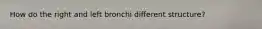 How do the right and left bronchi different structure?