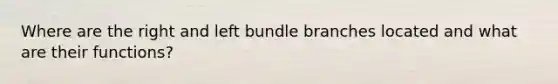 Where are the right and left bundle branches located and what are their functions?