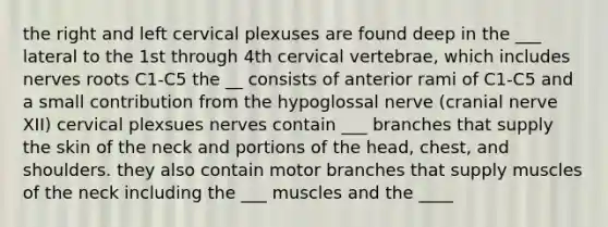 the right and left cervical plexuses are found deep in the ___ lateral to the 1st through 4th cervical vertebrae, which includes nerves roots C1-C5 the __ consists of anterior rami of C1-C5 and a small contribution from the hypoglossal nerve (cranial nerve XII) cervical plexsues nerves contain ___ branches that supply the skin of the neck and portions of the head, chest, and shoulders. they also contain motor branches that supply muscles of the neck including the ___ muscles and the ____