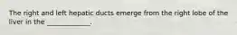 The right and left hepatic ducts emerge from the right lobe of the liver in the _____________.