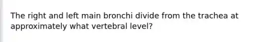 The right and left main bronchi divide from the trachea at approximately what vertebral level?