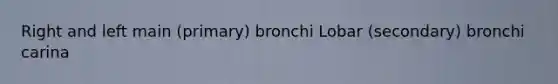 Right and left main (primary) bronchi Lobar (secondary) bronchi carina