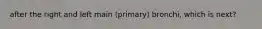 after the right and left main (primary) bronchi, which is next?