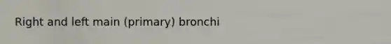 Right and left main (primary) bronchi