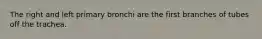 The right and left primary bronchi are the first branches of tubes off the trachea.