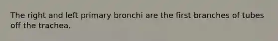 The right and left primary bronchi are the first branches of tubes off the trachea.