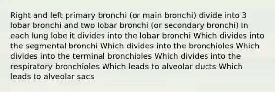 Right and left primary bronchi (or main bronchi) divide into 3 lobar bronchi and two lobar bronchi (or secondary bronchi) In each lung lobe it divides into the lobar bronchi Which divides into the segmental bronchi Which divides into the bronchioles Which divides into the terminal bronchioles Which divides into the respiratory bronchioles Which leads to alveolar ducts Which leads to alveolar sacs