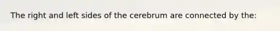 The right and left sides of the cerebrum are connected by the: