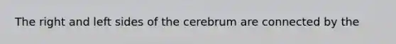 The right and left sides of the cerebrum are connected by the