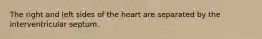 The right and left sides of the heart are separated by the interventricular septum.