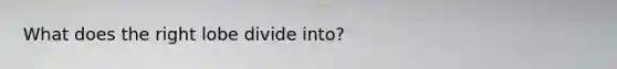 What does the right lobe divide into?