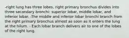 -right lung has three lobes, right primary bronchus divides into three secondary bronchi: superior lobar, middle lobar, and inferior lobar. -The middle and inferior lobar bronchi branch from the right primary bronchus almost as soon as it enters the lung at the hilum. - Each lobar branch delivers air to one of the lobes of the right lung.